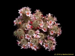 Mammillaria thornberi 1523